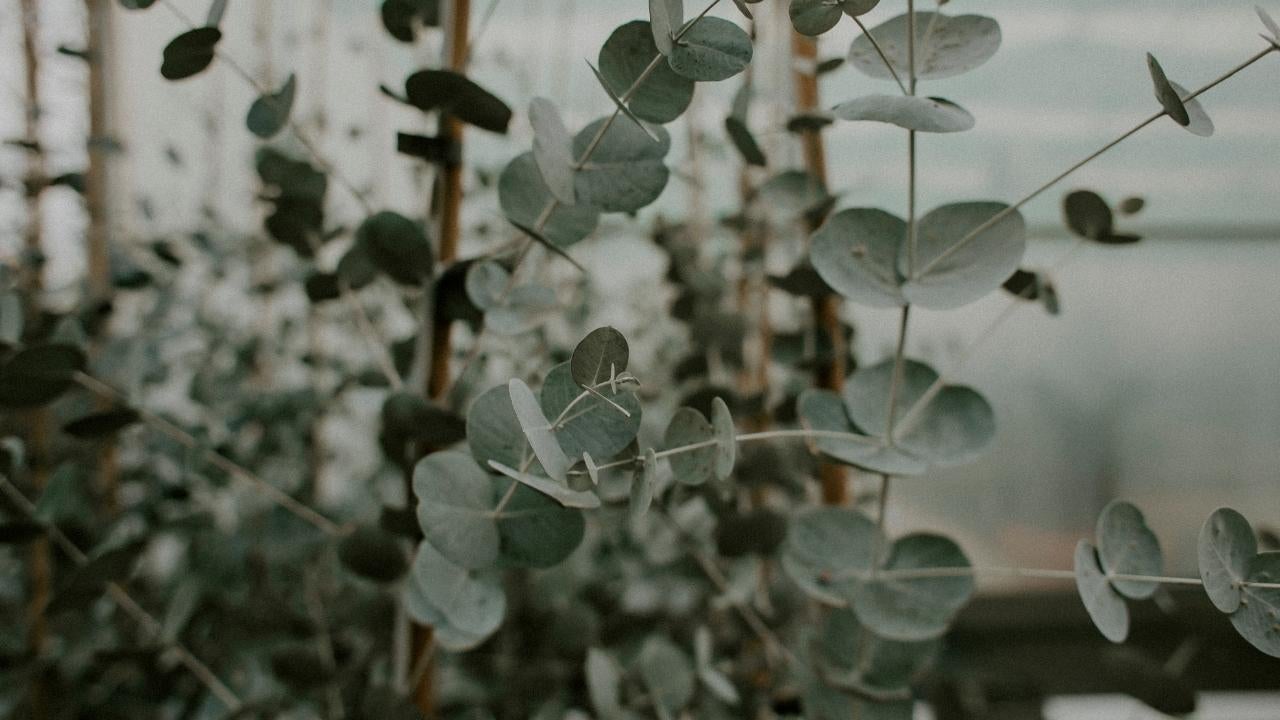Featured Scent: What Does Eucalyptus Smell Like?